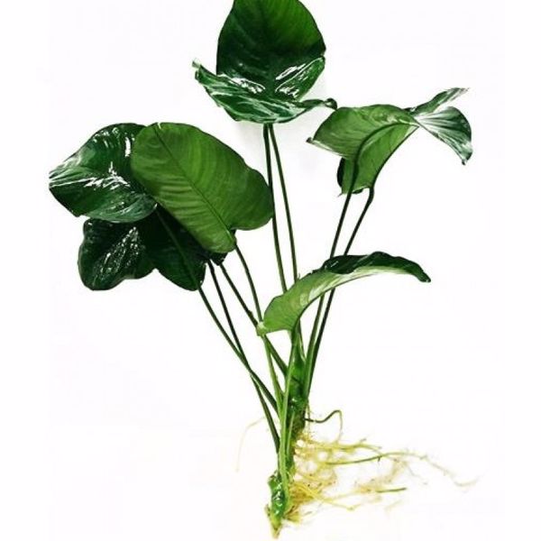 Anubias Barteri Broad Leaf Akvaryum Bitkisi Büyük Boy 30-40 CM 5-6 Yaprak Japon Balıklarına Uygun